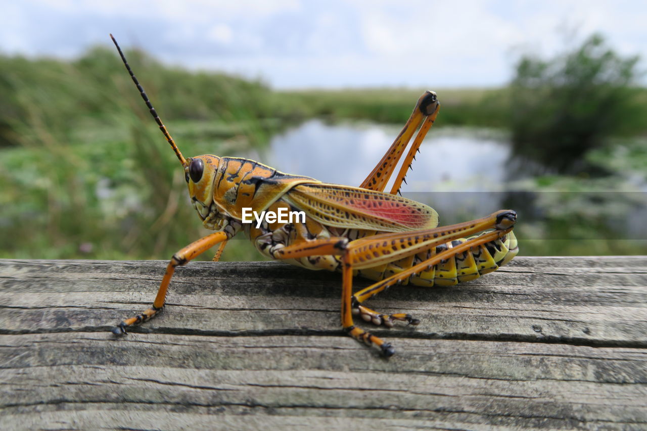 Close-up of insect on wood