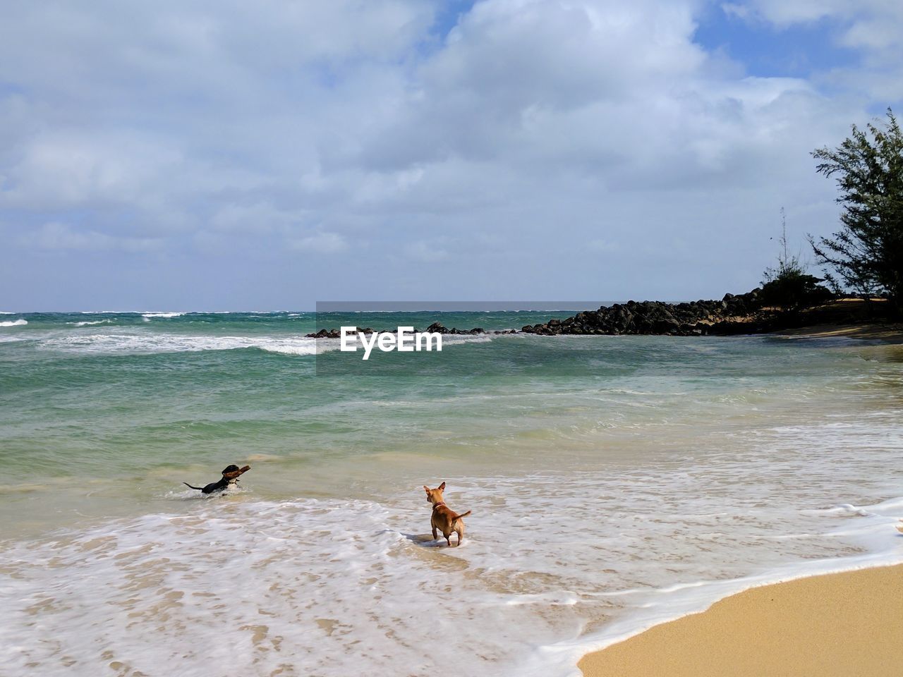 Dogs at beach against cloudy sky