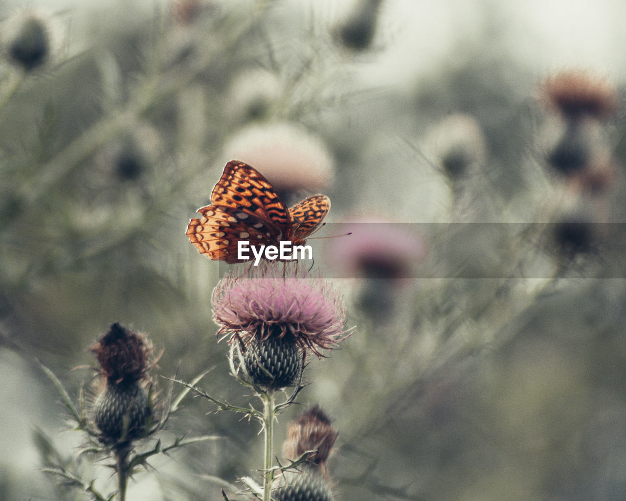 Close-up of butterflies and thistle