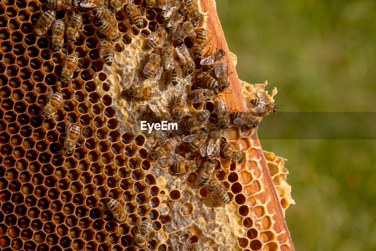 insect, bee, beehive, honeycomb, animal wildlife, animal themes, apiculture, wildlife, animal, pattern, honey bee, close-up, group of animals, nature, honey, beauty in nature, large group of animals, no people, macro photography, pollen, focus on foreground, hexagon, outdoors, colony