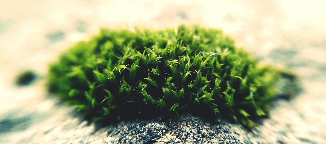 Close-up of grass growing on rock