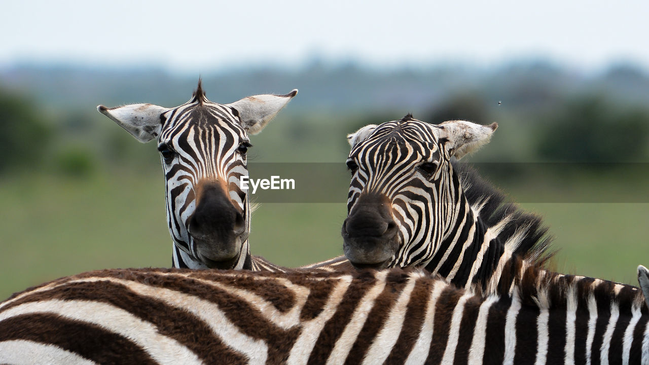 Close-up of zebras