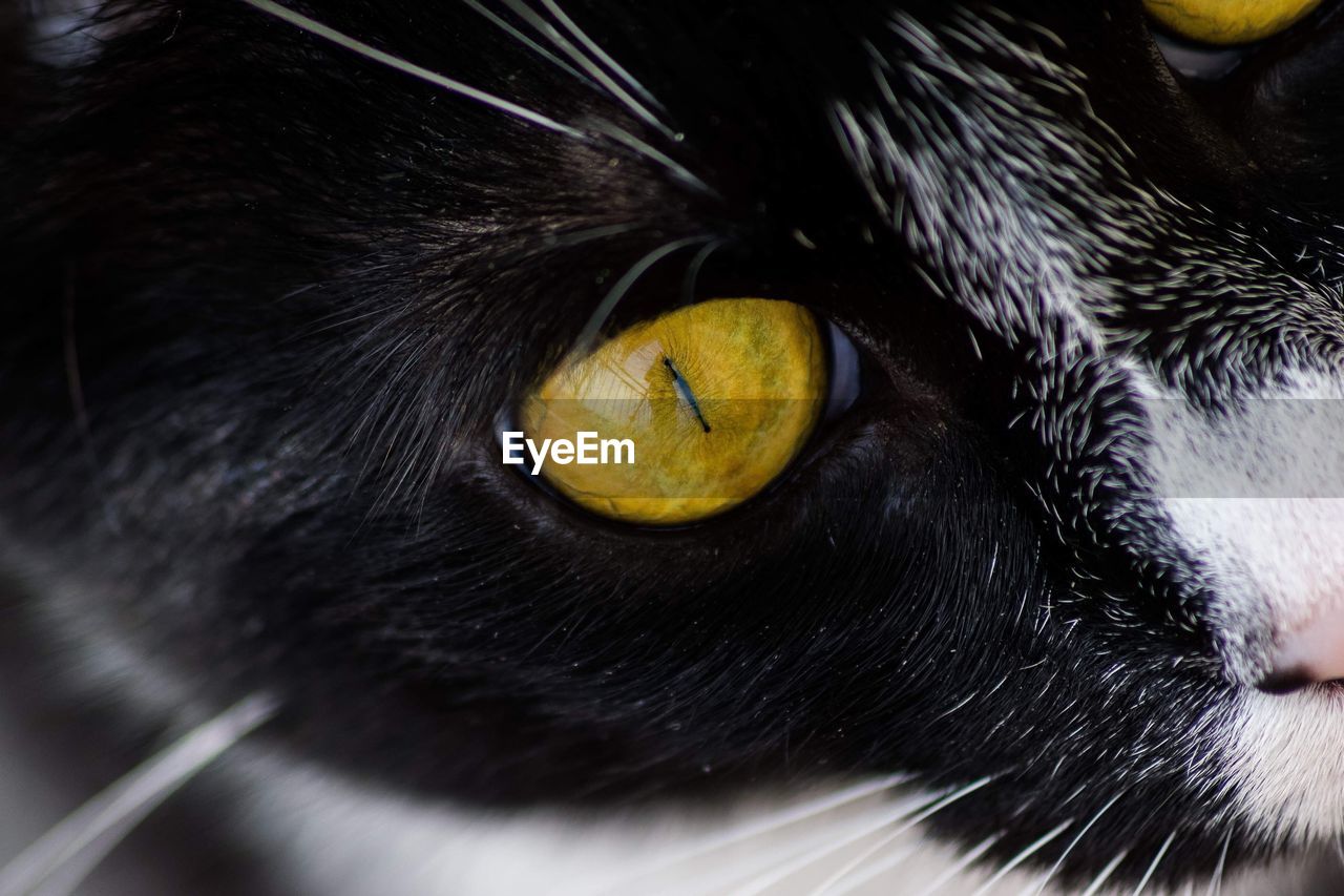 EXTREME CLOSE-UP OF CAT