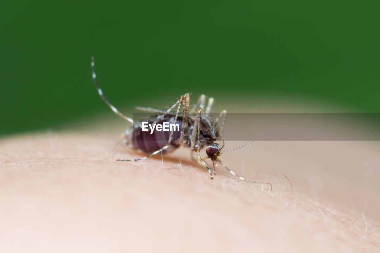 EXTREME CLOSE-UP OF SPIDER