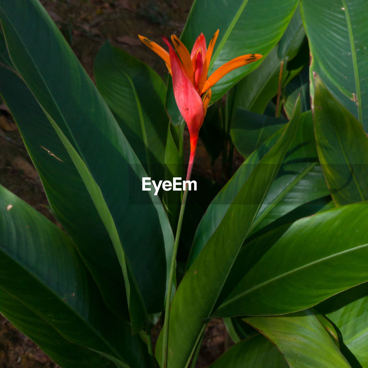 CLOSE-UP OF FLOWERING PLANT