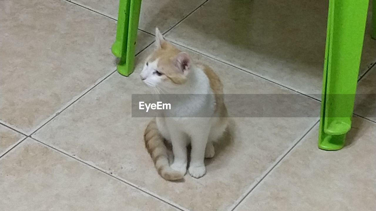 HIGH ANGLE VIEW OF CAT SITTING ON FLOOR AGAINST TILED WALL