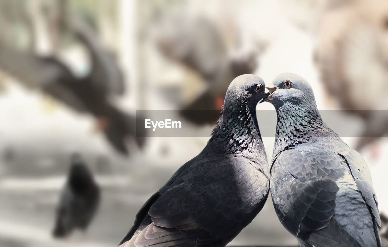 CLOSE-UP OF PIGEONS