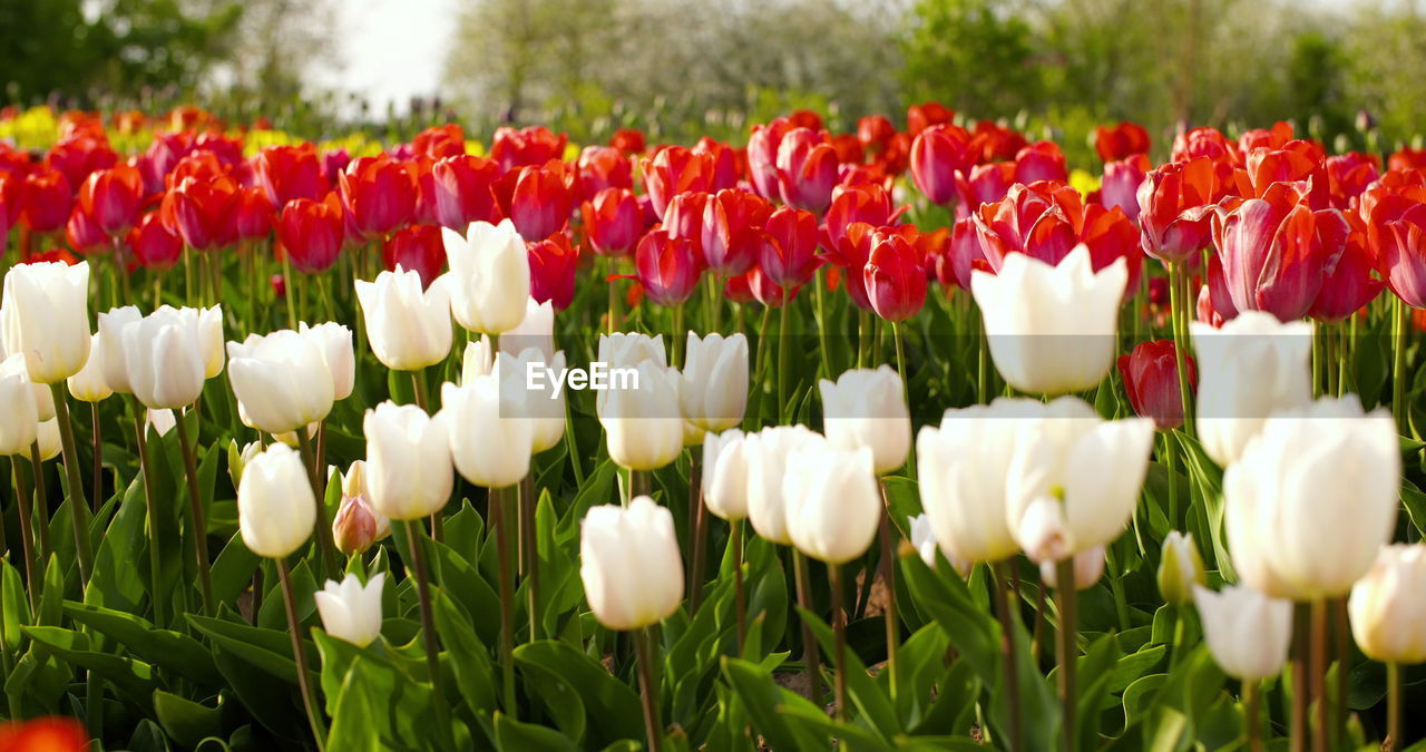 plant, flower, flowering plant, tulip, beauty in nature, freshness, nature, fragility, petal, growth, red, flower head, close-up, springtime, inflorescence, field, no people, land, flowerbed, multi colored, green, white, landscape, day, outdoors, blossom, plant stem, botany, grass, leaf, ornamental garden, plant bulb, garden, plant part, focus on foreground, environment, sky, abundance, vibrant color, sunlight