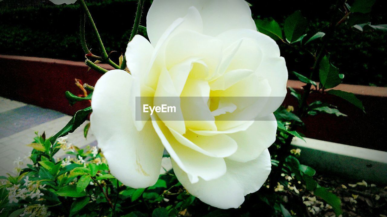 CLOSE-UP OF WHITE ROSE BLOOMING OUTDOORS