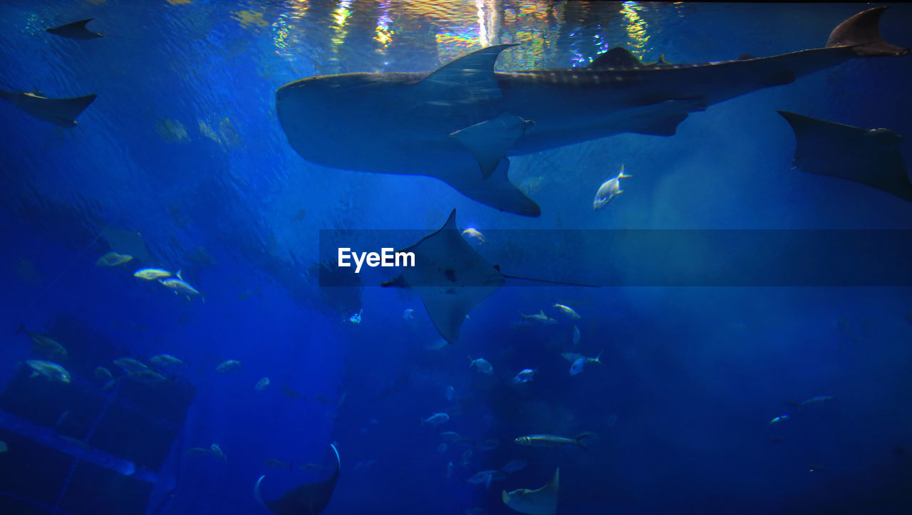 SCHOOL OF FISH IN AQUARIUM