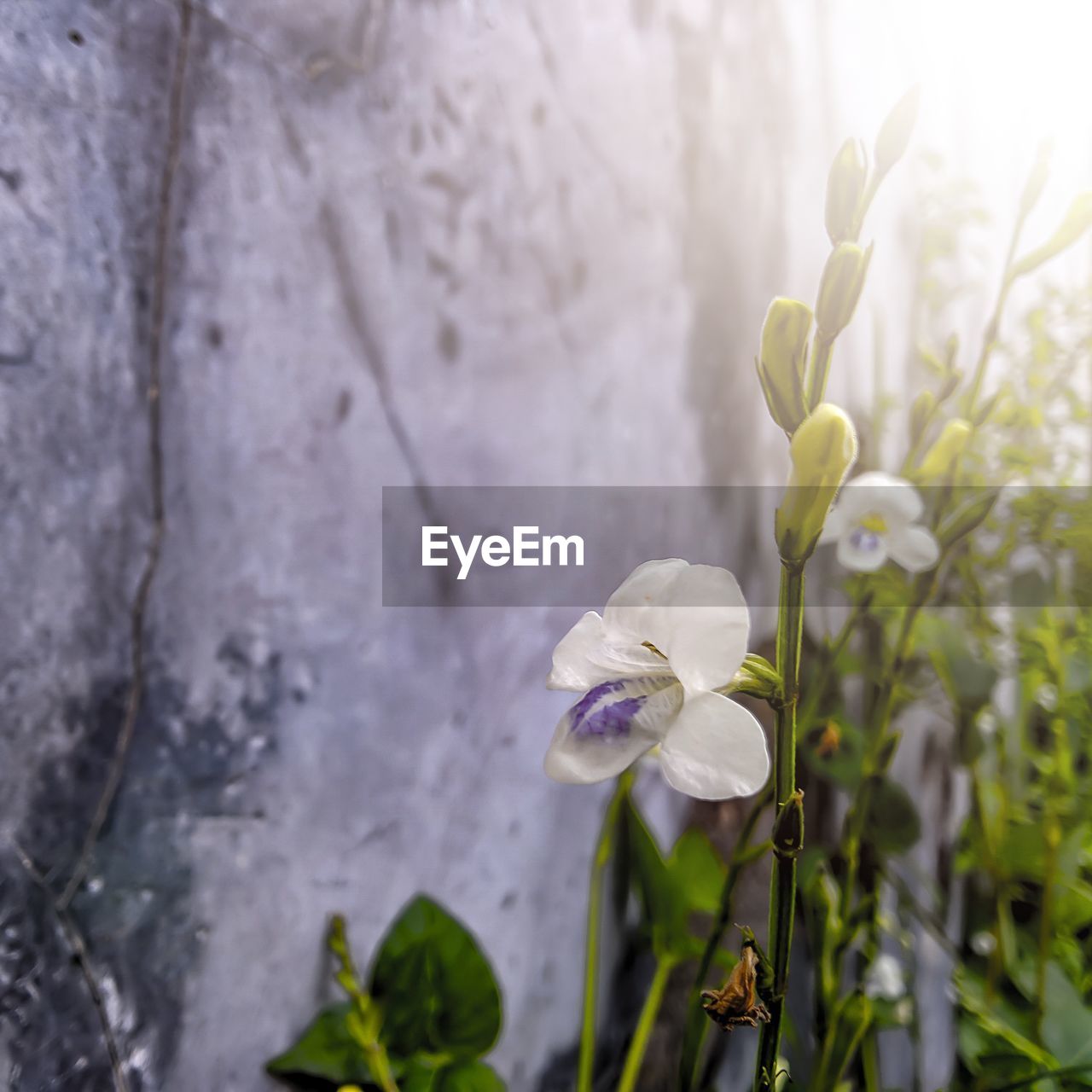 Close-up of white flowering plant