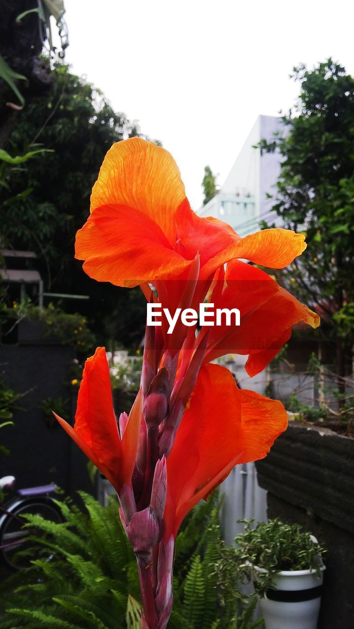 CLOSE-UP OF ORANGE FLOWER PLANT IN YARD