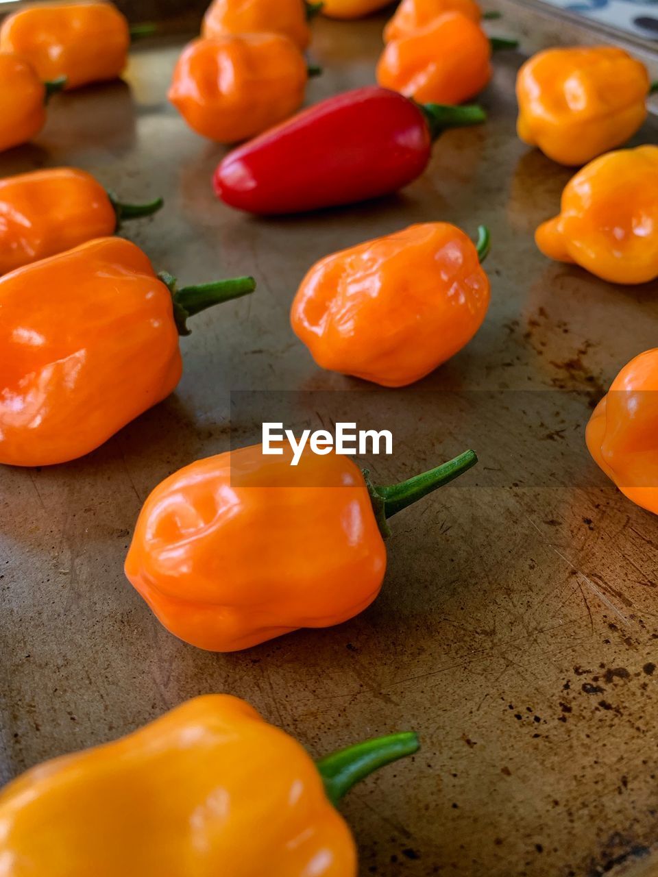 Pepper garden harvest