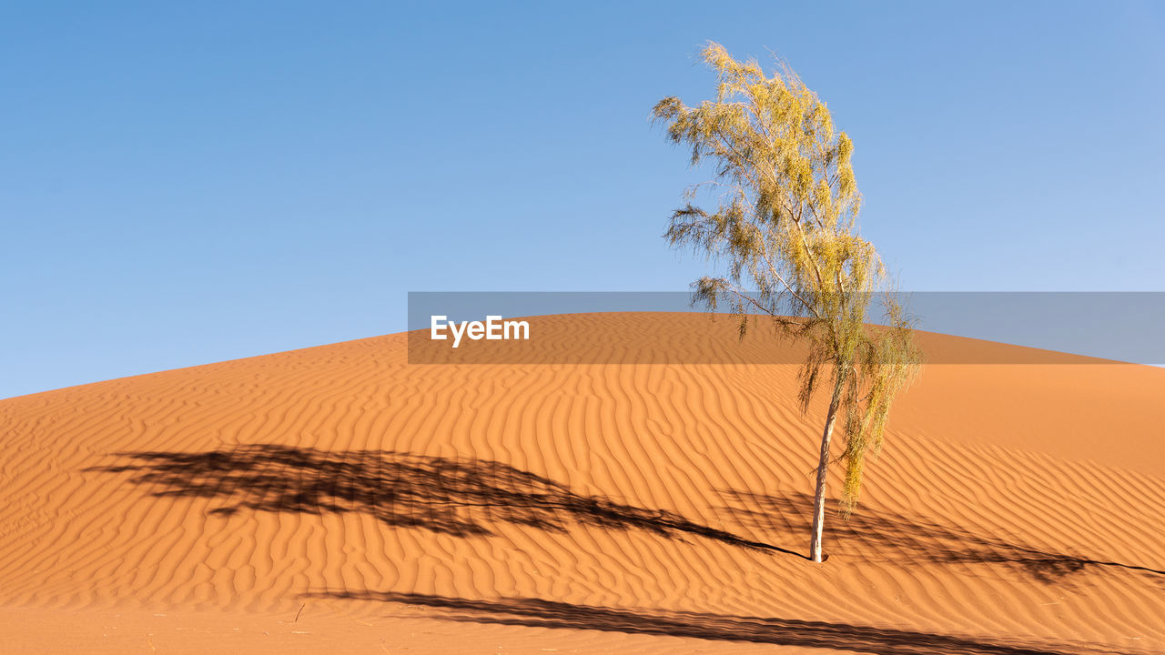 PLANT GROWING IN DESERT AGAINST CLEAR SKY