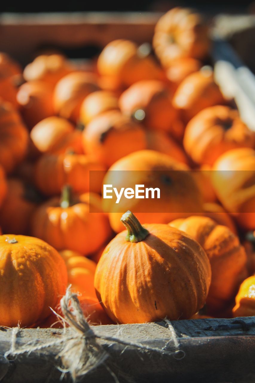 Close-up of pumpkins for sale at market stall