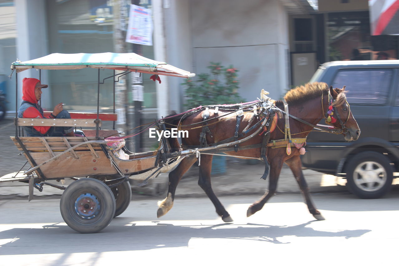 VIEW OF HORSE CART ON STREET