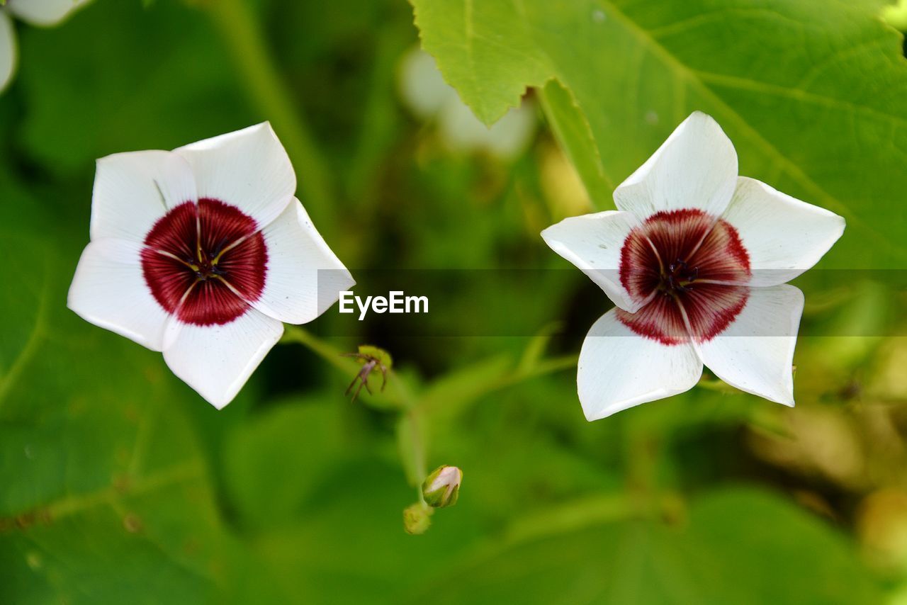 High angle view of white flowers blooming at park