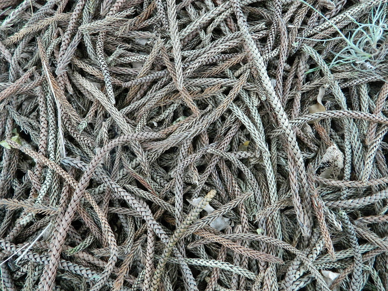 Full frame shot of pine tree dry leaves