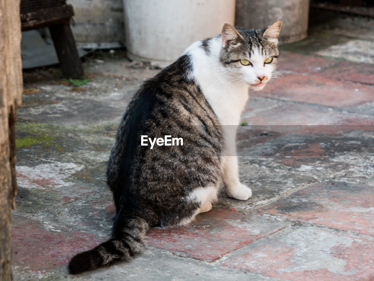 CAT SITTING ON FLOOR AGAINST WALL