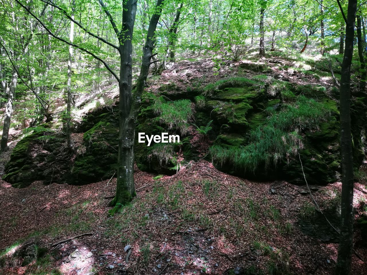 TREE IN FOREST