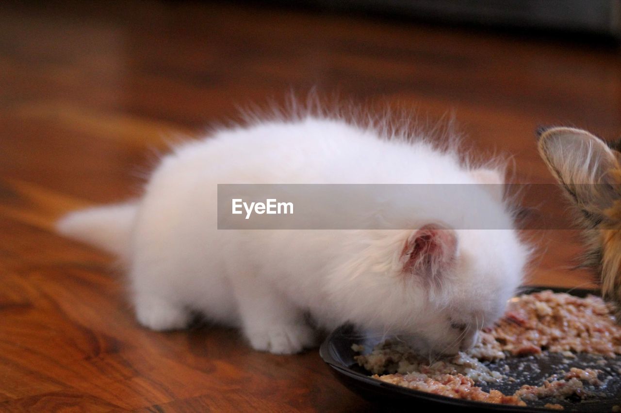 A little siberian cat kitten eating