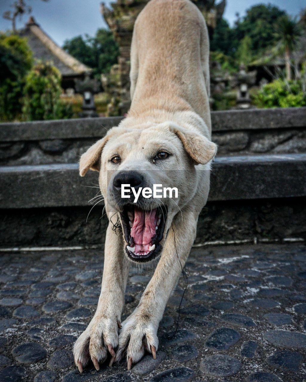 Portrait of dog outdoors