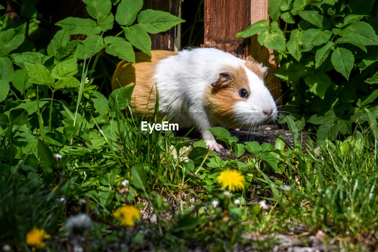 animal, animal themes, one animal, mammal, plant, grass, pet, flower, rodent, animal wildlife, nature, plant part, leaf, wildlife, no people, green, domestic animals, cute, garden, flowering plant, outdoors, close-up, guinea pig, hamster, eating, day, front or back yard