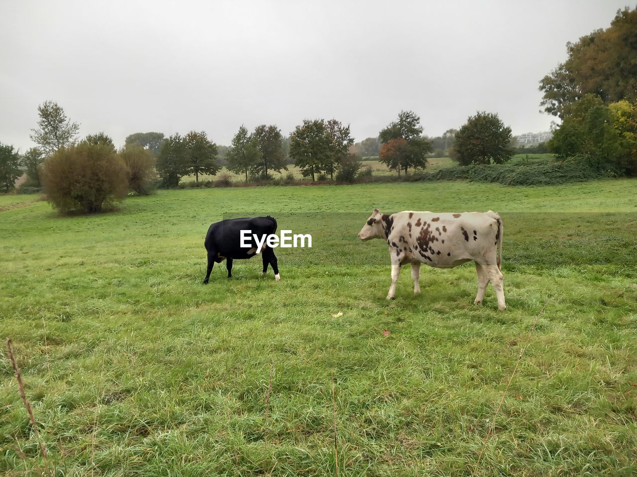 mammal, animal, animal themes, pasture, plant, domestic animals, grass, livestock, group of animals, pet, grazing, field, meadow, nature, cattle, landscape, land, rural area, farm, agriculture, tree, environment, no people, grassland, sky, green, dairy cow, rural scene, plain, animal wildlife, cow, day, herd, outdoors, domestic cattle, natural environment, cloud, grass area