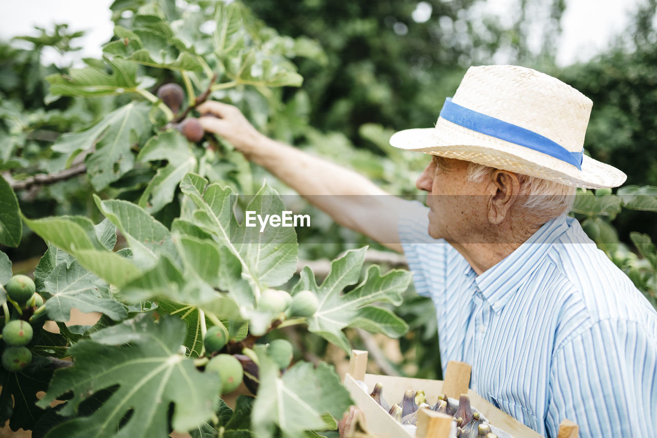 Senior man picking figs