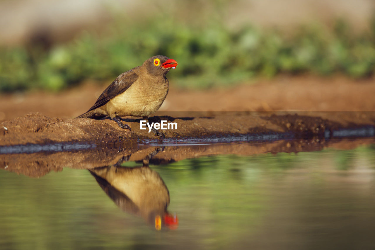 close-up of bird in lake