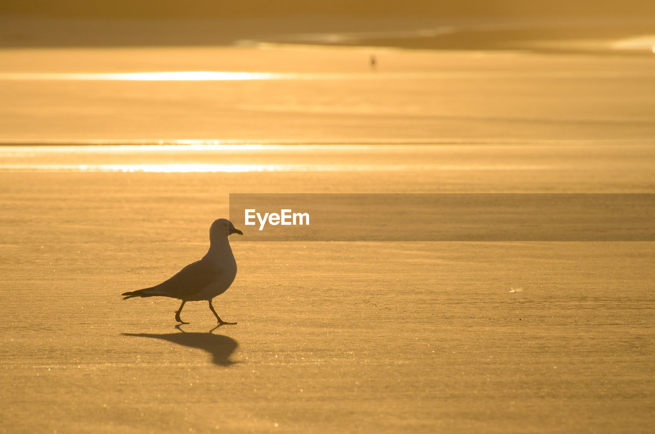 BIRD ON BEACH DURING SUNSET