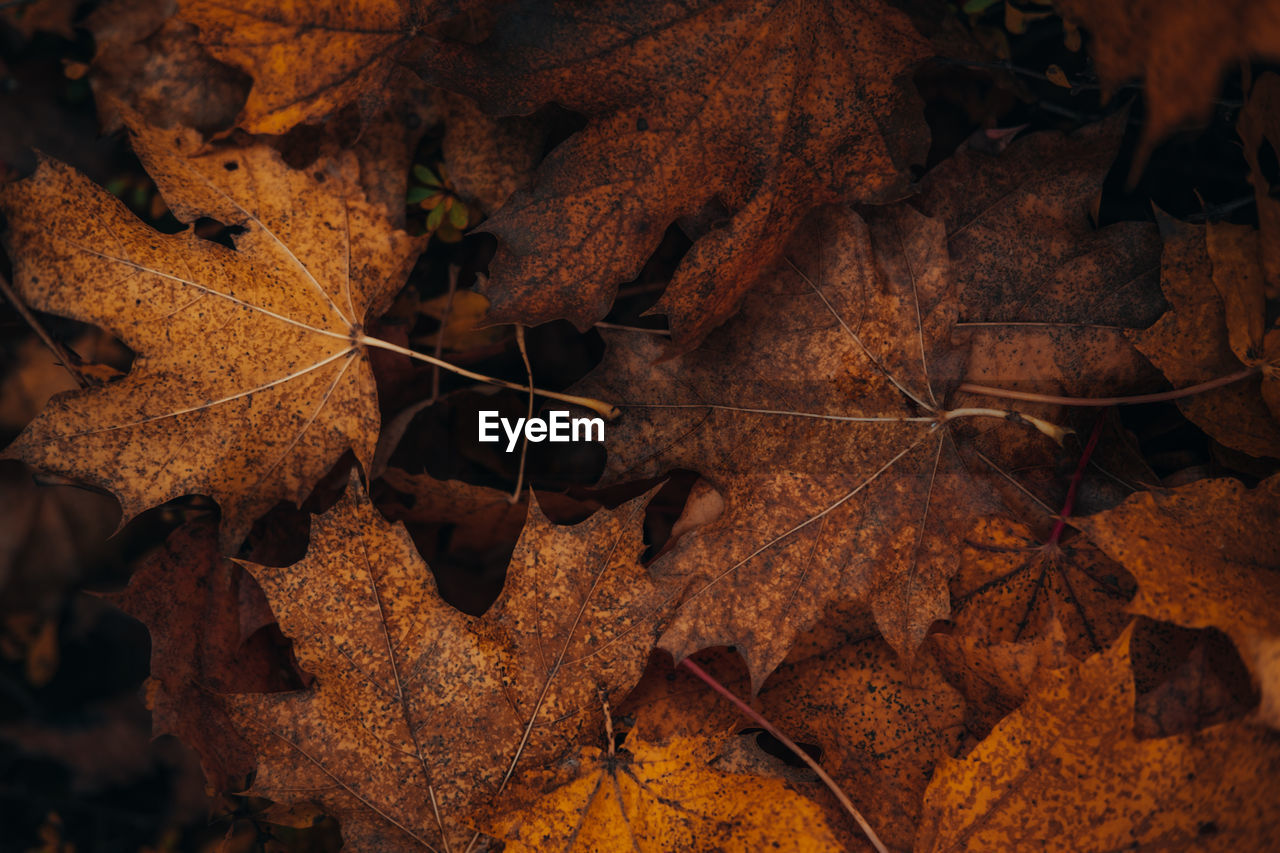 High angle view of dry maple leaves