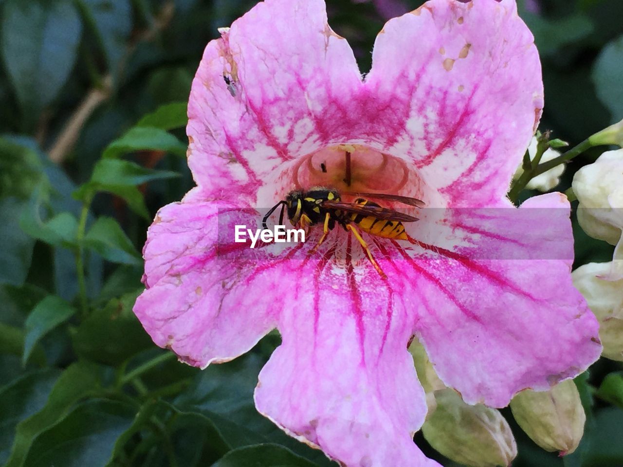 CLOSE-UP OF HONEY BEE ON PINK FLOWER