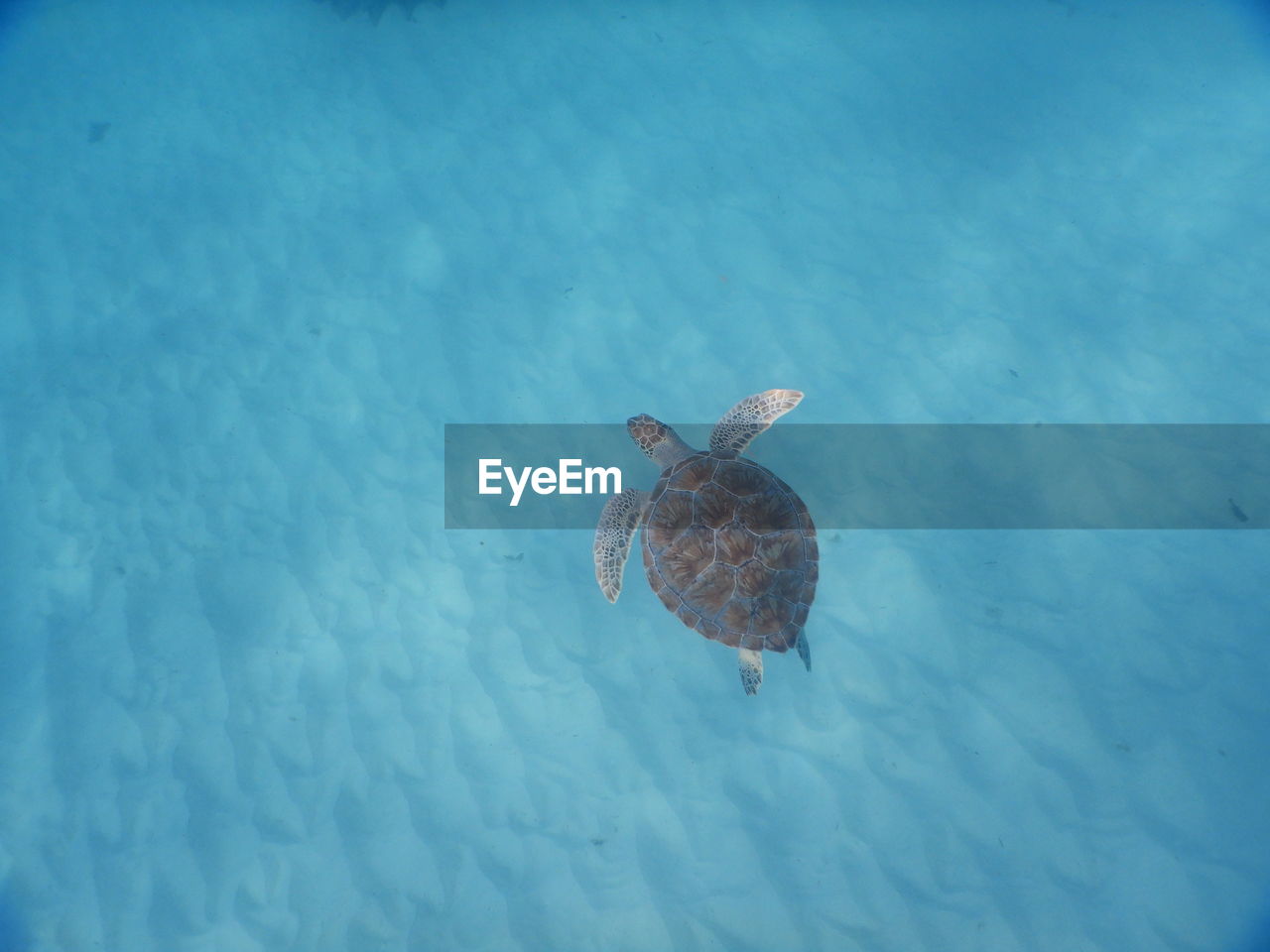 HIGH ANGLE VIEW OF FISHES SWIMMING IN SEA
