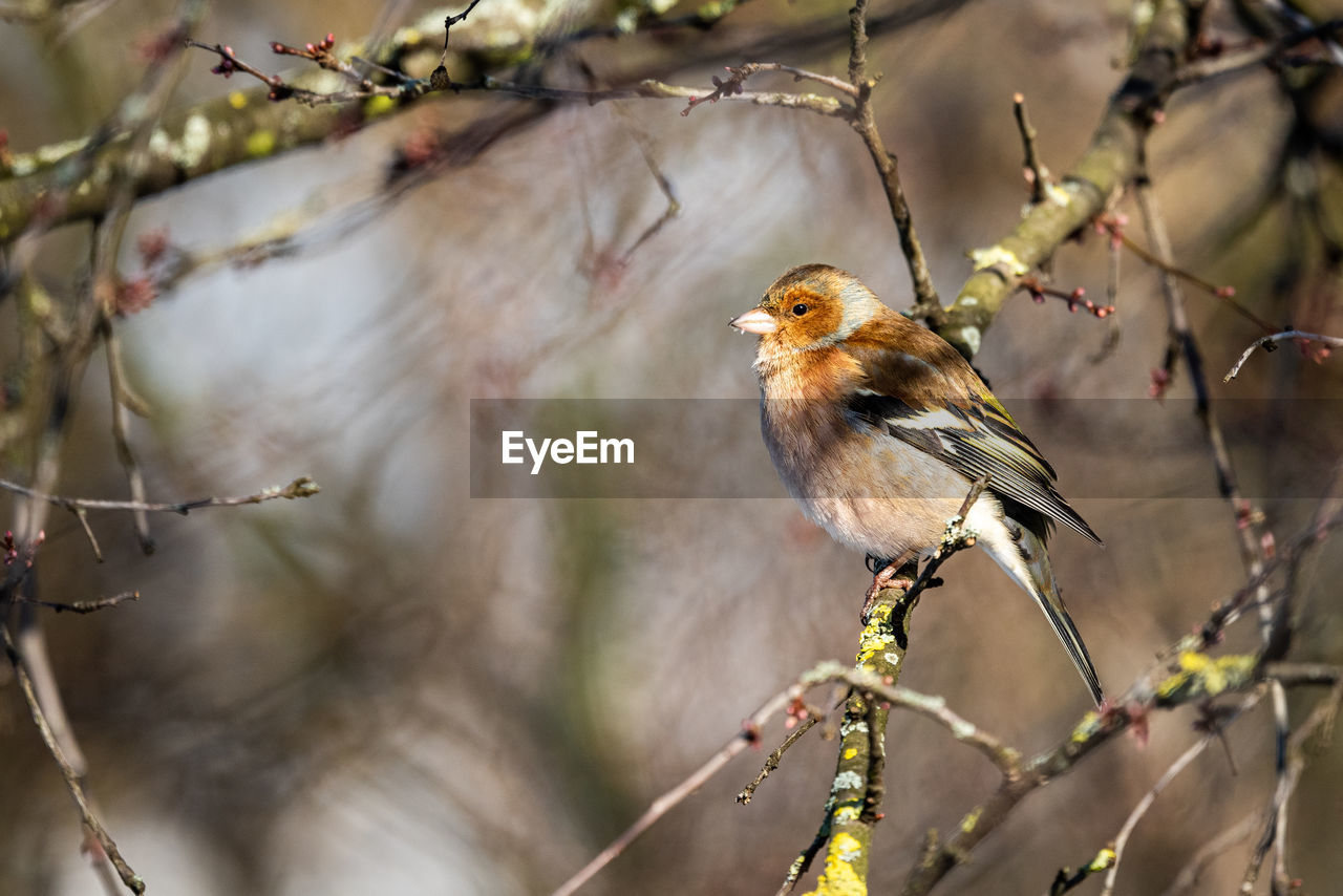 Close-up of bird perching on branch