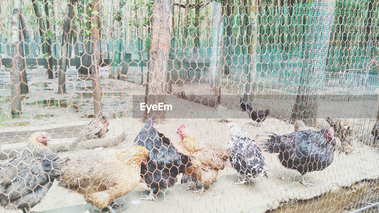 PANORAMIC VIEW OF BIRDS ON THE LAND