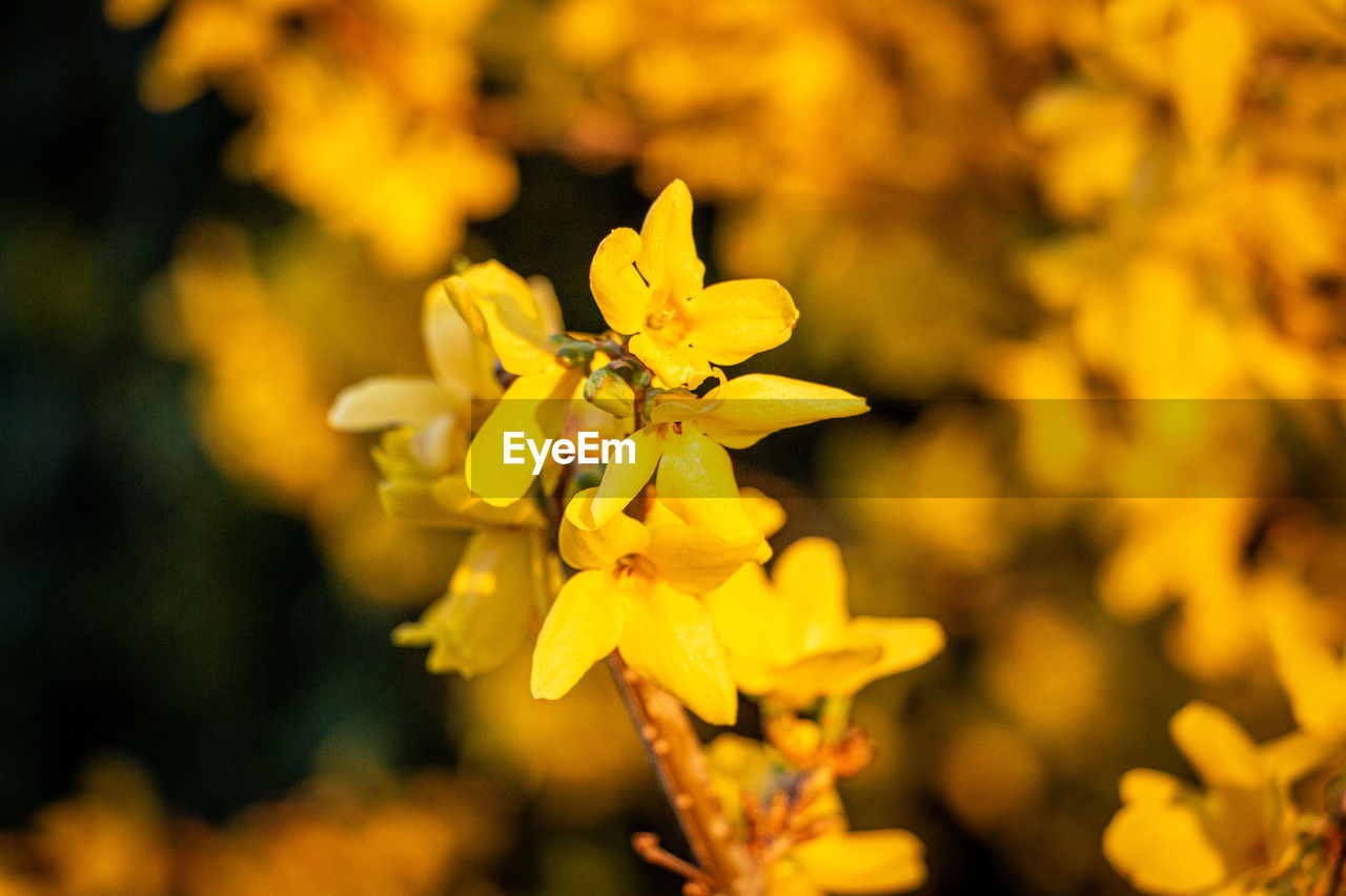 Close-up of yellow flowering plant