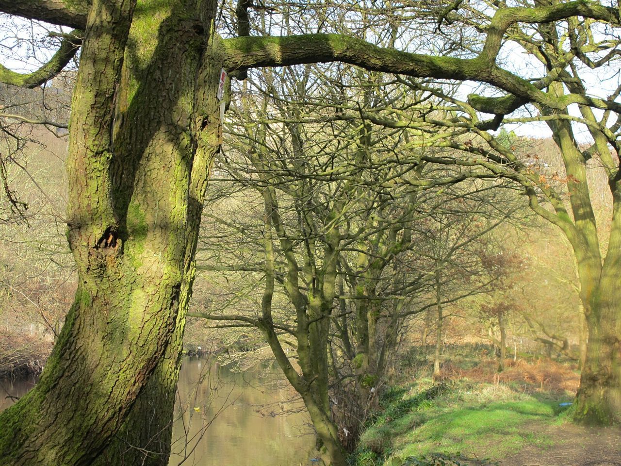 LOW ANGLE VIEW OF TREES