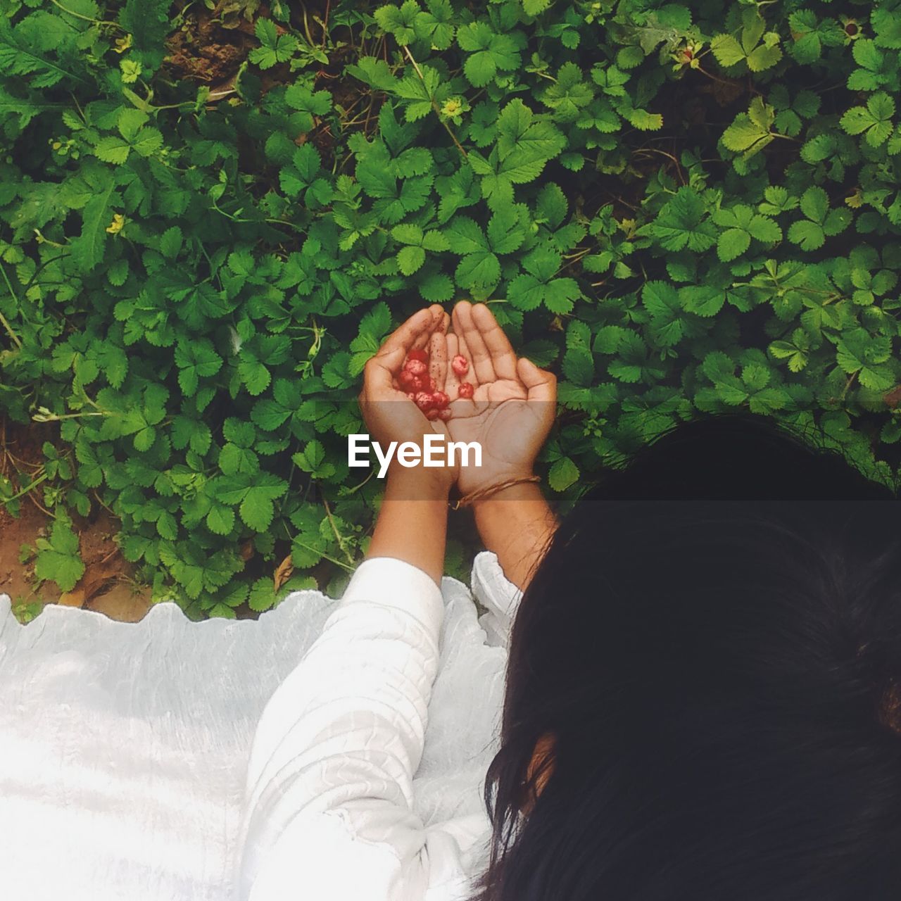 High angle view of woman with hands cupped by plants