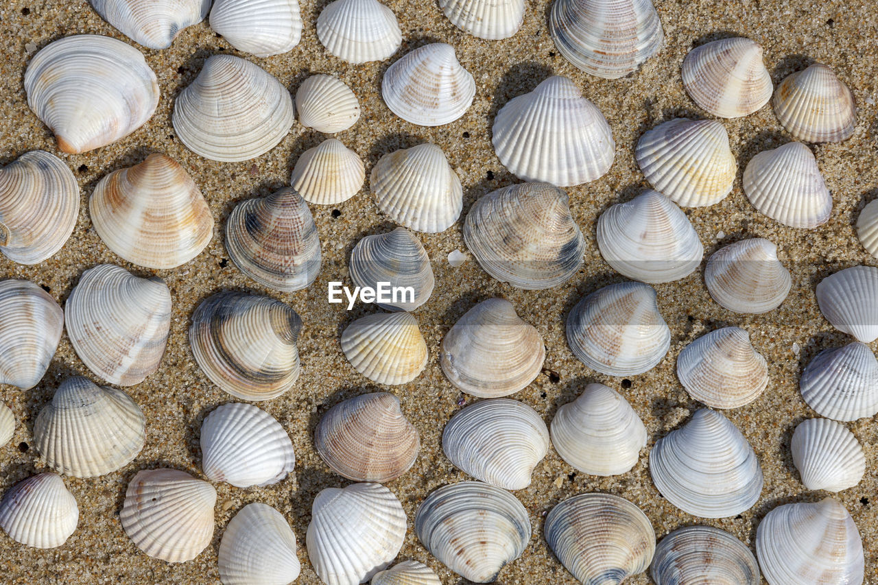 Beautiful stacked on sand shell marine clams