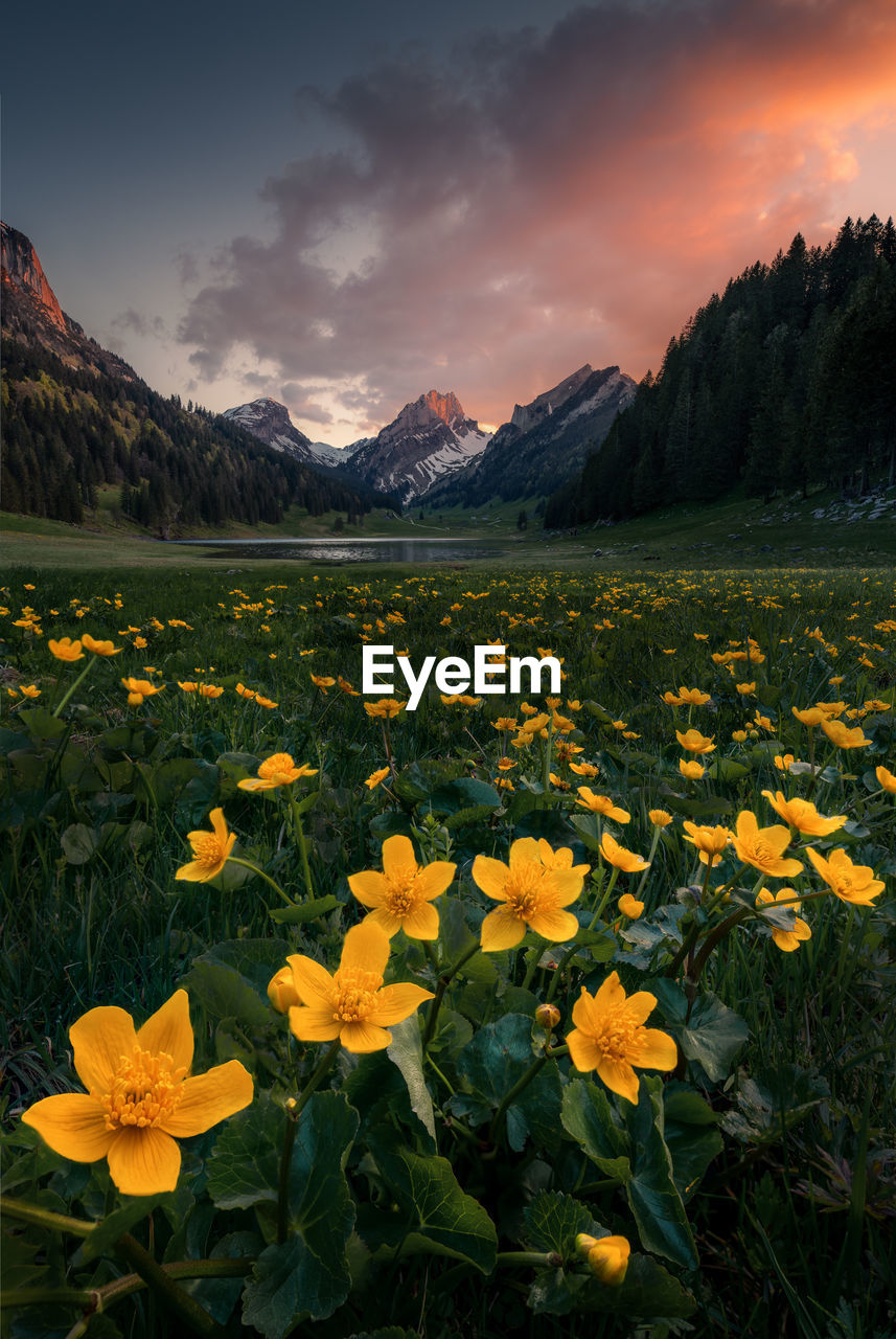 Scenic view of field against sky during sunset