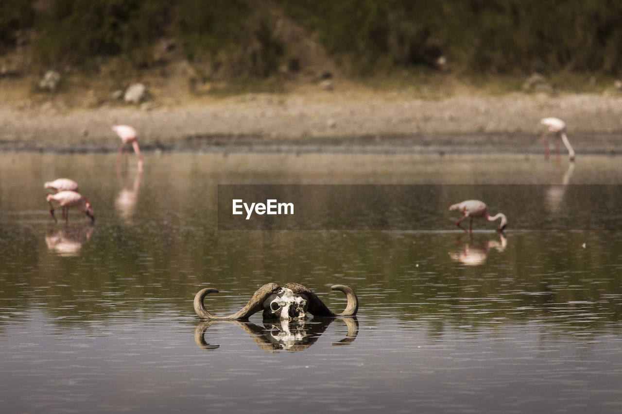 VIEW OF DUCKS IN LAKE