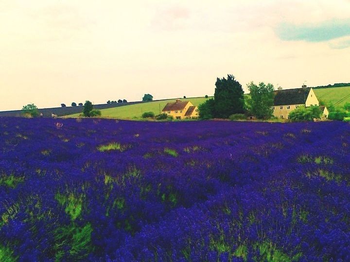 SCENIC VIEW OF GRASSY FIELD AGAINST SKY