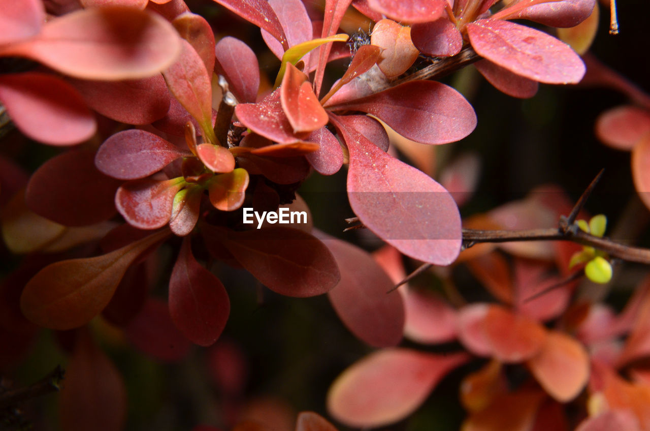 CLOSE-UP OF PINK FLOWERING PLANT