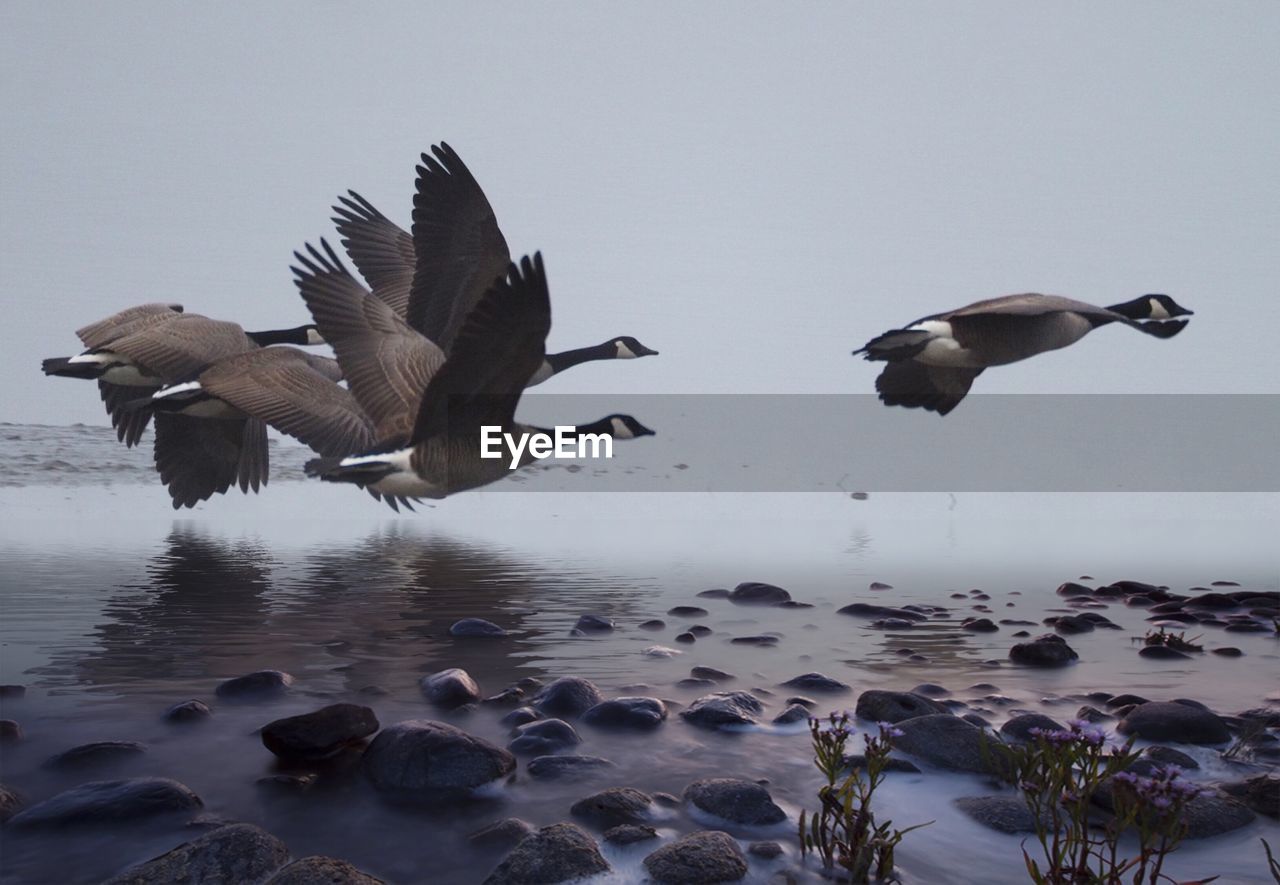 FLOCK OF BIRDS FLYING OVER WATER