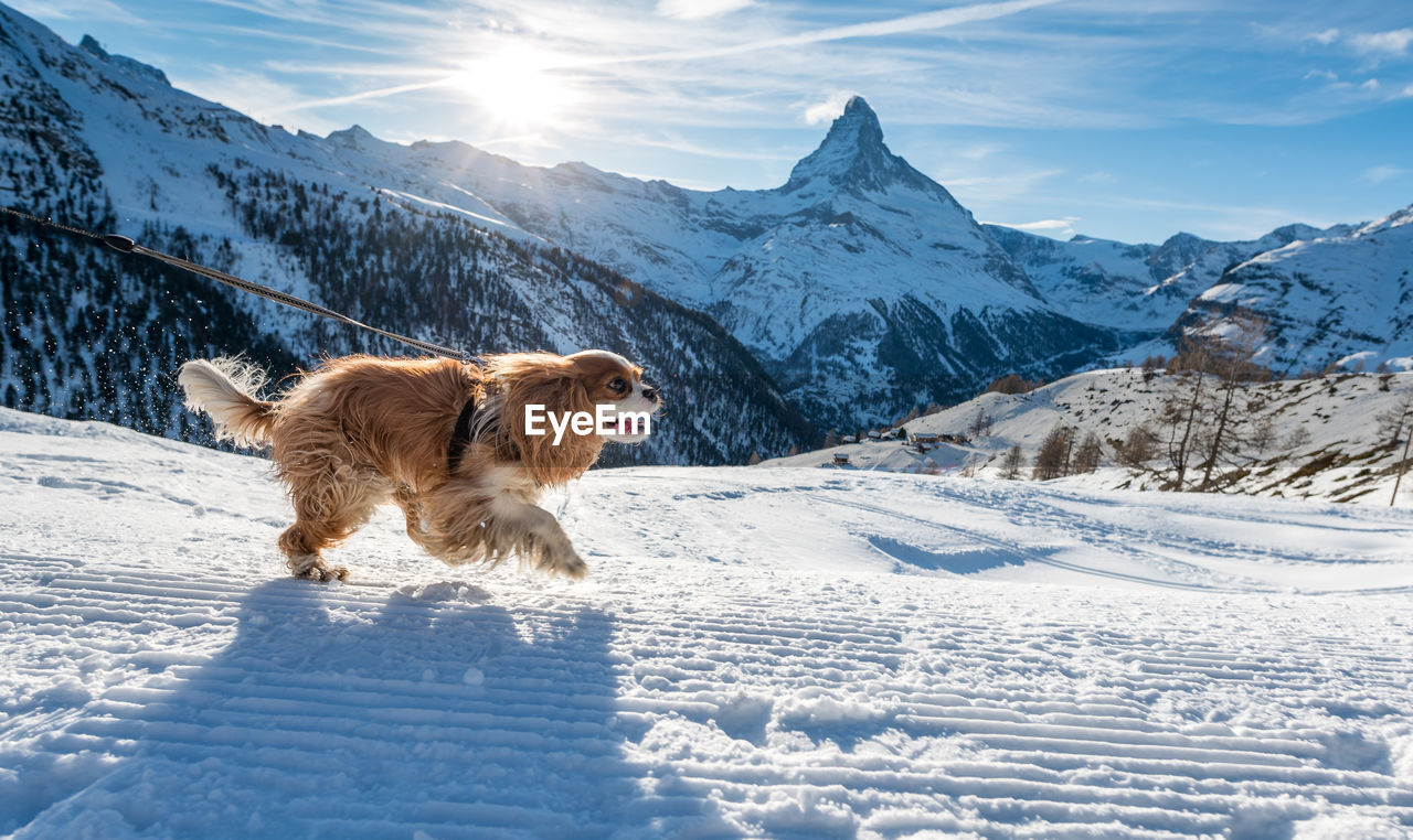 DOG ON SNOWCAPPED MOUNTAIN