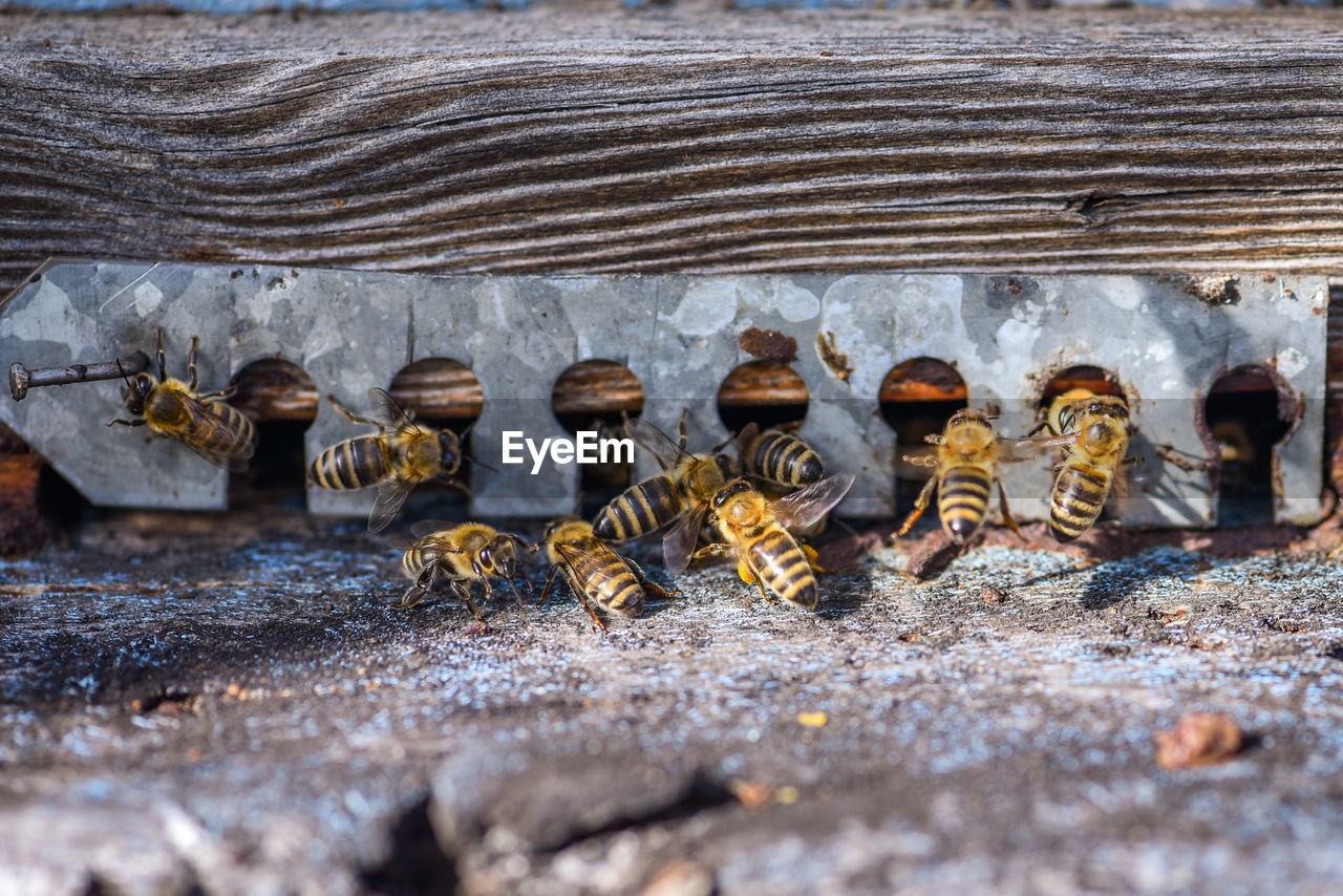 High angle view of bees on old wooden bee house