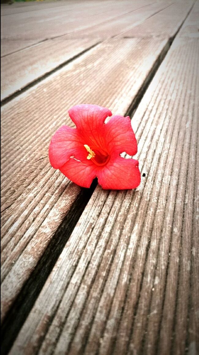 CLOSE-UP OF RED FLOWERS