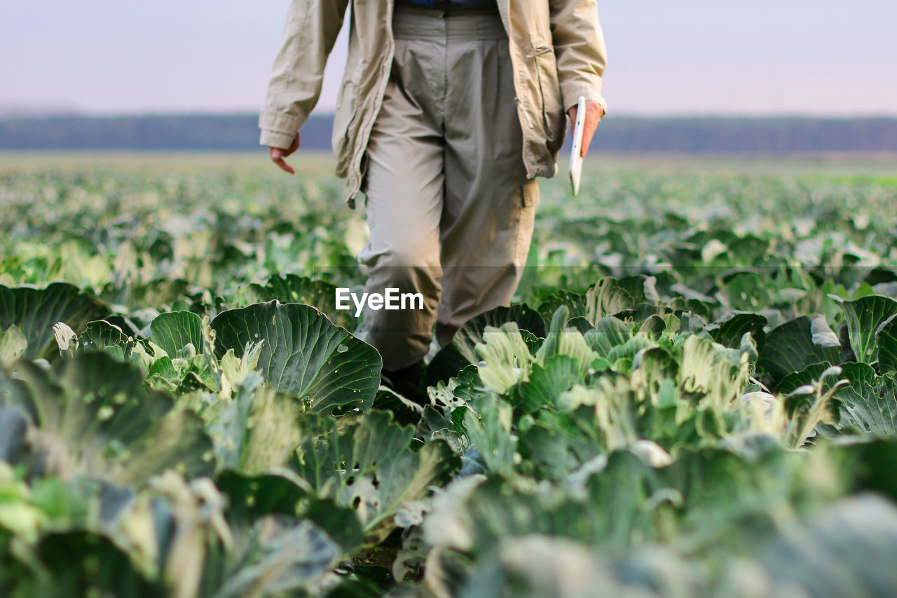 A farmer walks through a cabbage field. gardening on an organic vegetable farm