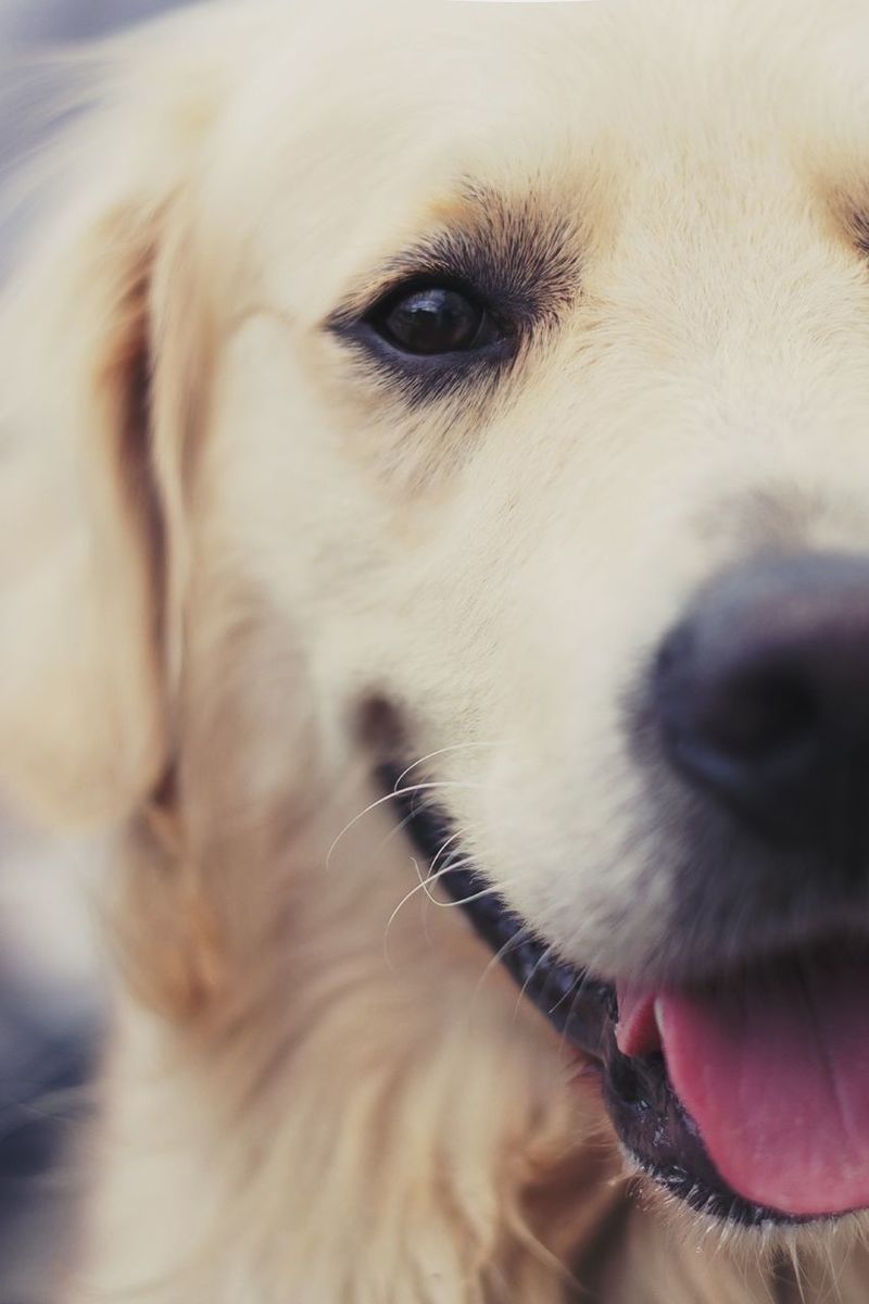 CLOSE-UP PORTRAIT OF DOG